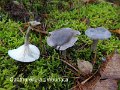 Cantharellula umbonata-amf800